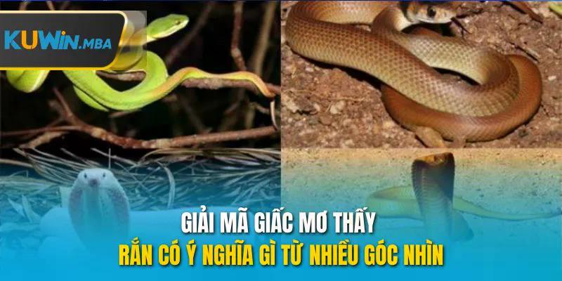 Giải mã giấc mơ thấy rắn có ý nghĩa gì từ nhiều góc nhìn